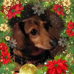 Meet your Posher, Pippo